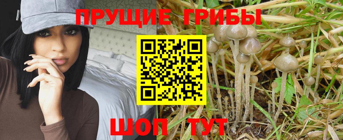 купить   Вход с VPN  Кировск  Псилоцибиновые грибы мухоморы  Псилоцибиновые грибы Cubensis 